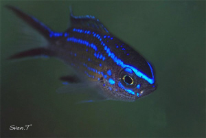 Juv. Chromis-chromis by Sven Tramaux 